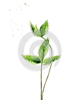 Strawberry leaves. Field plant leaves. Green stems. Watercolour illustration isolated on white background.