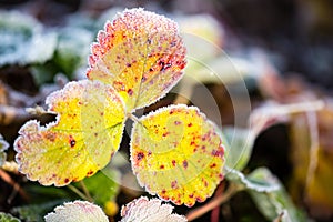 Strawberry leaves in the icy autumn