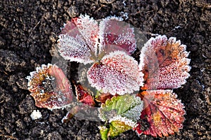Strawberry leaves in the icy autumn