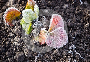 Strawberry leaves in the icy autumn