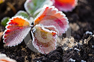 Strawberry leaves in the icy autumn