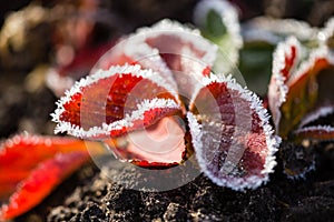 Strawberry leaves in the icy autumn