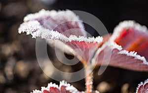 Strawberry leaves in the icy autumn