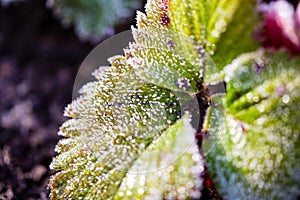 Strawberry leaves in the icy autumn