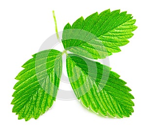 Strawberry leaves isolated on white background, close up