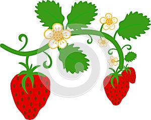 Strawberry with leaves ,stem and flowers