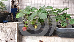 Strawberry managed to bear fruit by using water and nutrients in used plastic containers