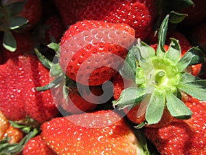 Strawberry in Miaoli Taiwan