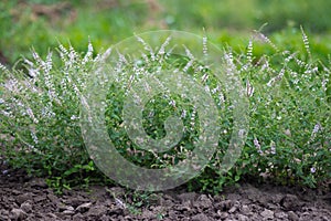 Strawberry mint bush with fine small green leaves in the garden, aromatic fresh organic mint with with purple flowers