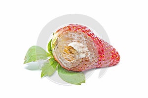 Strawberry with mold fungus, no longer suitable for consumption