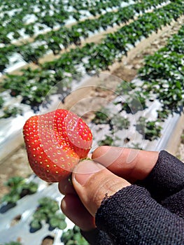 Strawberry on the moorning