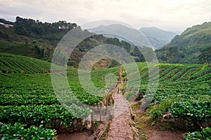 Strawberry Morning Doi Angkhang