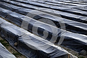 Strawberry mulch greenhouse, planting strawberry in mulch nylons. photo