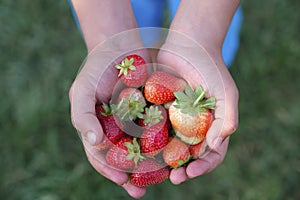 Fertilizer-free, drug-free and all-natural garden strawberry