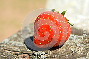 Strawberry on old wood