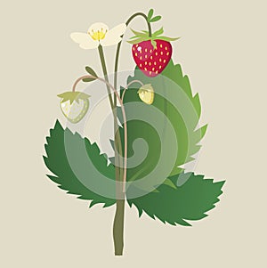 Wild strawberry ordinary with a flower and ripe be