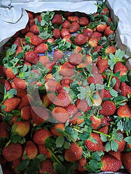Strawberry organik segar photo