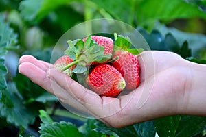 Strawberry on people hand