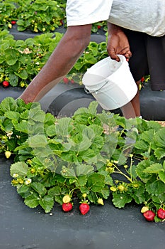 Strawberry picker -2
