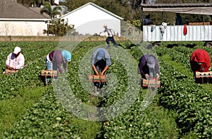Strawberry picker workers