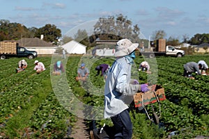Strawberry picker workers
