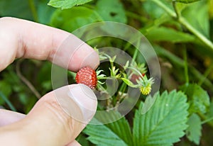 Strawberry picking