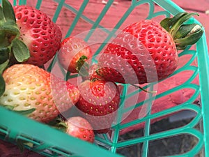 Strawberry Picking