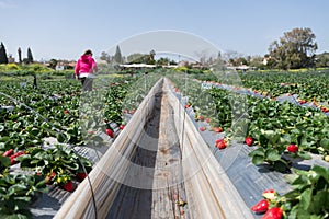 Strawberry picking at Hod ha Sharon