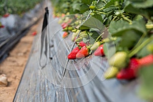 Strawberry picking at Hod ha Sharon