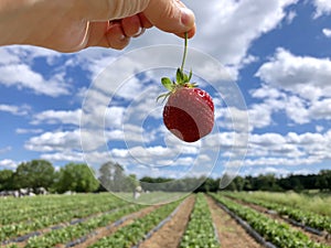 Strawberry Picking