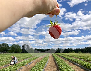Strawberry Picking