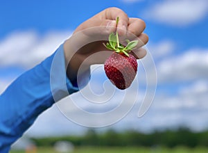 Strawberry Picking