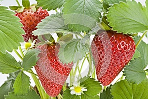 Strawberry Plant