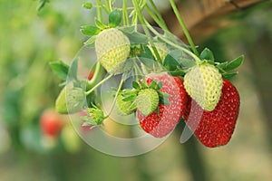 Strawberry plant photo