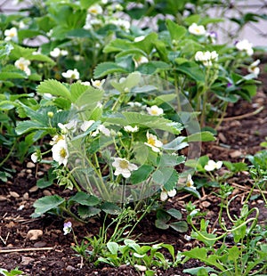 Strawberry plant photo