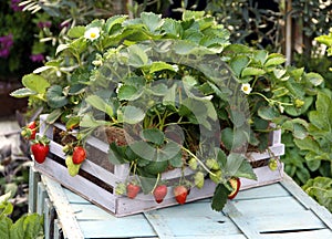 Strawberry plant photo