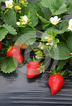 Strawberry plant