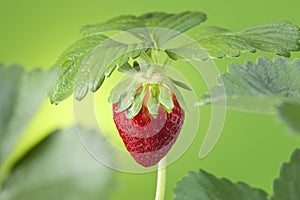 Strawberry Plant Fruit Green photo