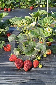 Strawberry plant photo