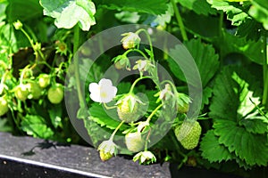 Strawberry plant