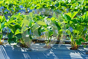 Strawberry plant agriculture industry.