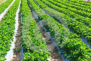Strawberry plant agriculture industry in Asia