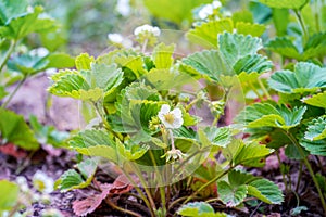 Strawberry plant in bed close-up during flowering. Home gardening