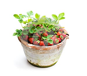 Strawberry plant with berries in pot isolated on white