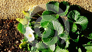 Strawberry plant blooming with green stawberries.