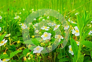 strawberry plant in blossom, rural garden scene