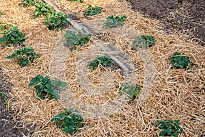 Strawberry plant. Blossoming of strawberry