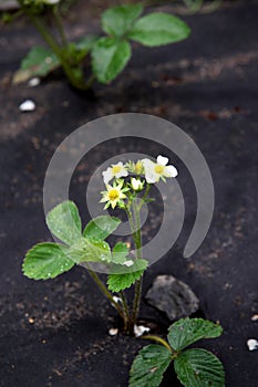 Strawberry plant. Blossoming of strawberry. Strawberries in growth at garden