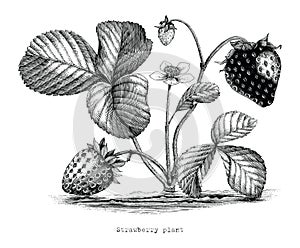 Strawberry plant botanical vintage illustration