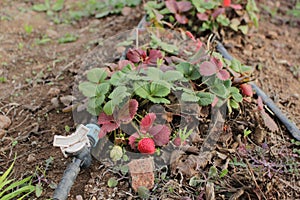 Strawberry plant with drip irrigation photo